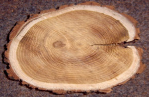 Отличительные особенности древесины ясеня